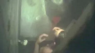 Buxom কালো কেশিক তাম ...