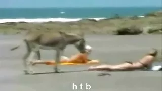 দুই অবিশ্বাস্যভাবে ম ...